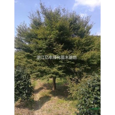 浙江30-60公分無患子