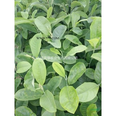 2019年紅櫸樹的當前市價行情 *選江西九江慶華紅櫸基地