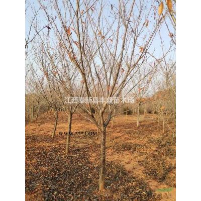 精品無(wú)患子基地、10公分/12公分/15公分無(wú)患子真實(shí)價(jià)格