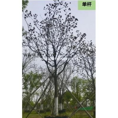 優(yōu)質(zhì)特價櫸樹產(chǎn)地直銷