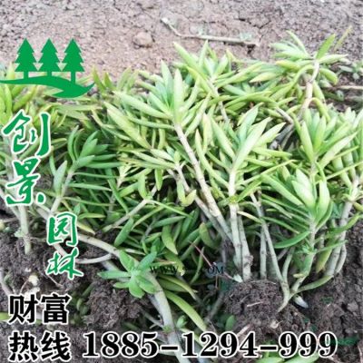 櫻花樹基地多少錢一棵、沭陽櫻花樹基地直銷