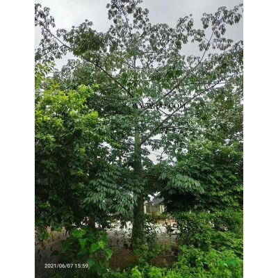 櫻花三角梅盆栽 光葉子花盆栽 漳州三角梅