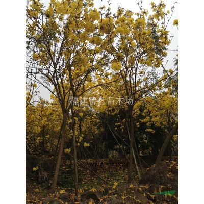 華南地區福建山櫻花批發，這是今天從基地實拍的福建山櫻花，本基