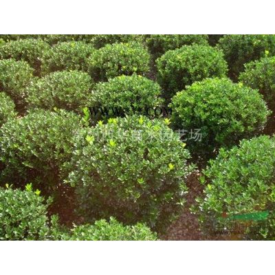 常州日本晚櫻基地報價/櫻花花期圖片/櫻花*新價格/櫻花*低價