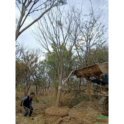 造型彎樸樹30公分高10米，冠幅8.5米，有需要的可以聯系我