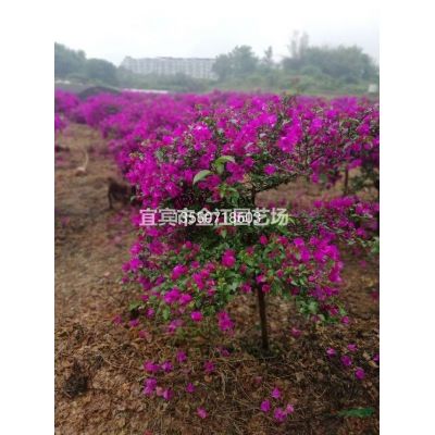 四川樸樹四川宜賓樸樹