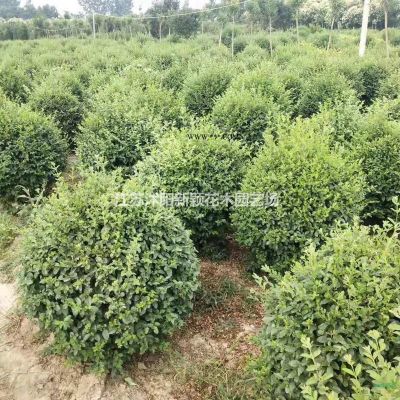 供應紫薇 速生紫薇 叢生紫薇