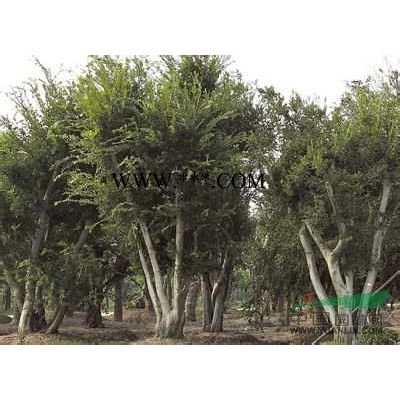 南京銀杏銷售基地15公分銀杏大量批發供應