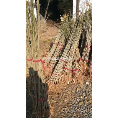 江西杜英2