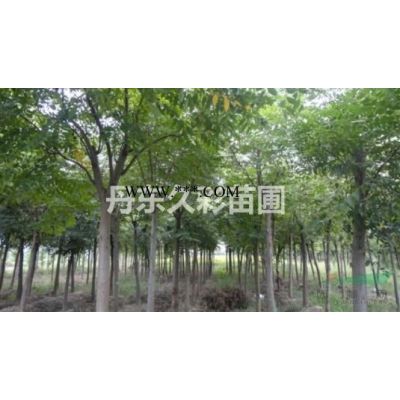 大量批發出售苗圃大小銀杏/清地處理價格實惠/樹形優美無病蟲害成活率高