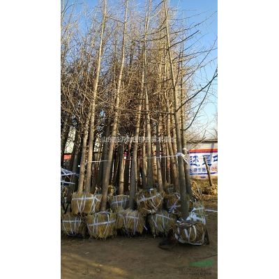 18公分銀杏900元上車