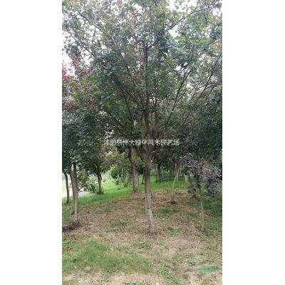 供應(yīng)7公分紫薇價格 8公分紫薇價格報價 貨源充足