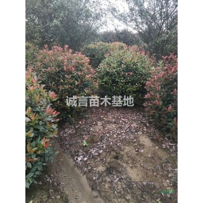 常州苗圃供應(yīng)垂絲海棠，紫薇，欒樹