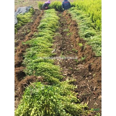 供應(yīng)5-12公分美國紅楓 2020美國紅楓價格