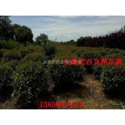 土石楠、楓香、美人梅、烏桕、紅梅、紅楓