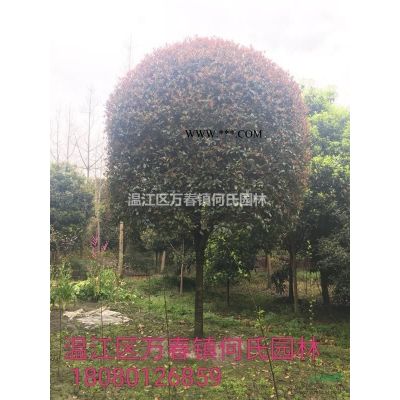 成都地區供應精品銀杏