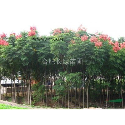 供應(yīng)精品樸樹，烏桕，三角楓，榔榆，黃連木，無患子，銀杏