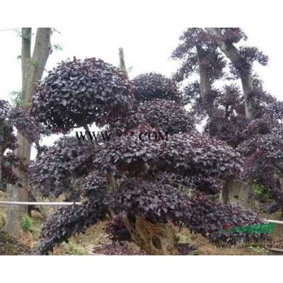 湖南紅楓、湖南木槿基地