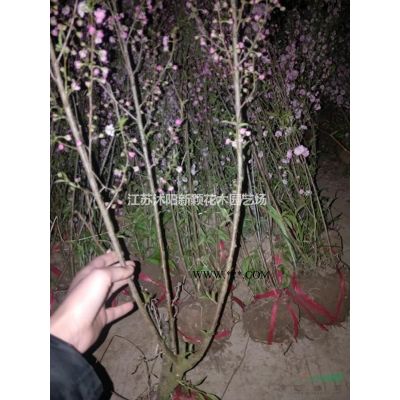 優質特價馬褂木 江蘇馬褂木 產地直銷