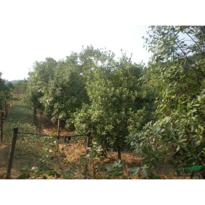 馬褂木小苗報價/江西馬褂木小苗報價