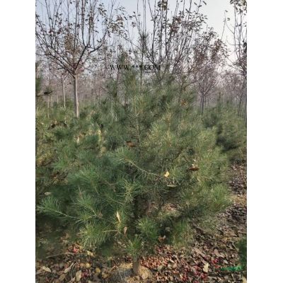 美國(guó)紅楓秋火焰