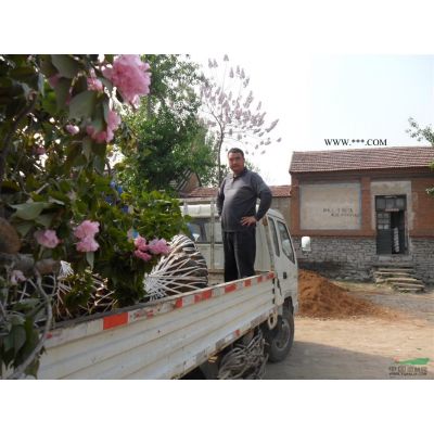 泰安本昌櫻花苗木基地供應1-20公分櫻花，海棠，榆葉梅，紫薇
