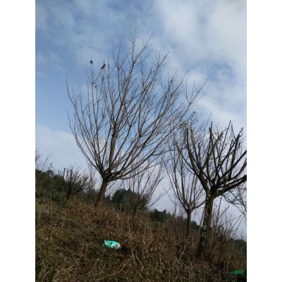 浙紅地區價應紅楓，海棠，櫻花，紅梅