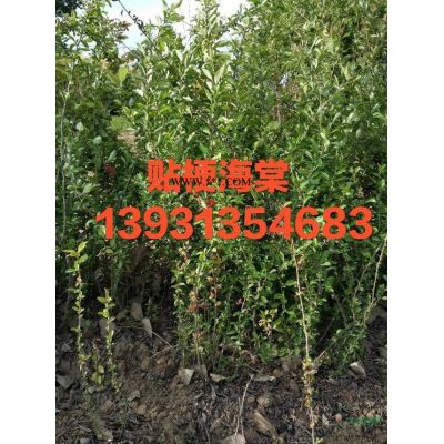 河北定州供應(yīng)80-150公分高的優(yōu)質(zhì)叢生紫薇20000棵