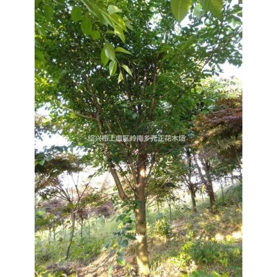 浙江紹興上虞紫薇種植基地