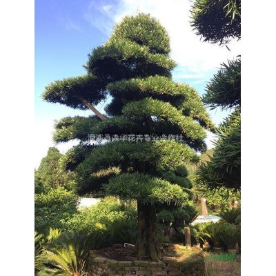 福建漳州大量低價批發小葉紫薇6-10分袋苗熟貨容器苗