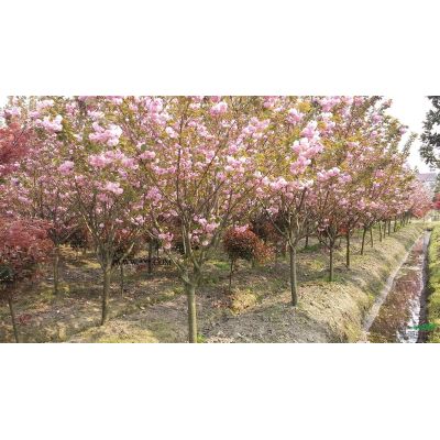 11-15cm高桿紫薇(分枝點1.6-2米）