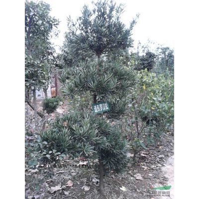 江西九江紅葉李