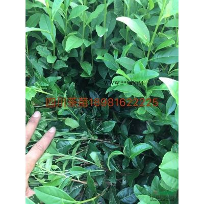 四川紫薇，大紅紫薇，紫薇價(jià)格