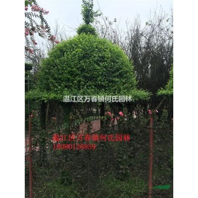 成都地區大量供應紫薇花編織的造型亭子