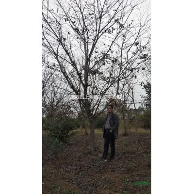 安徽紅葉李出售