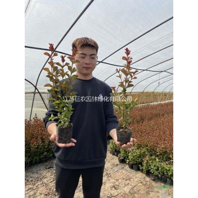 美國天鵝絨紫薇小杯苗