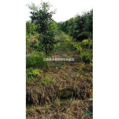 江西九江黃山欒樹