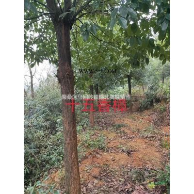 12公分欒樹圖片\12公分欒樹報價