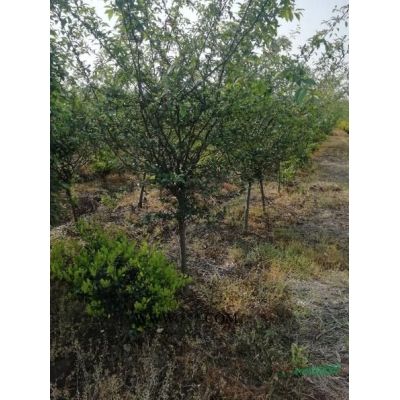 自家苗圃8公分的精品紅葉李，紫葉李