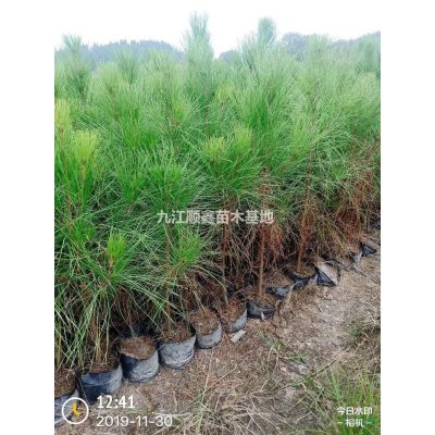 我公司供應，精品，馬褂木，紅葉李