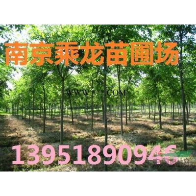 15公分欒樹價格16公分欒樹18公分欒樹