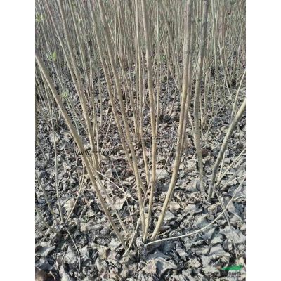 河北定州出售3-12公分的優(yōu)質(zhì)紅葉李3000棵