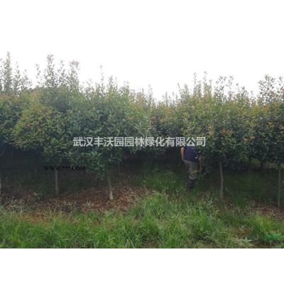 武漢豐沃園園林綠化有限公司苗圃提供胸徑5-15cm欒樹