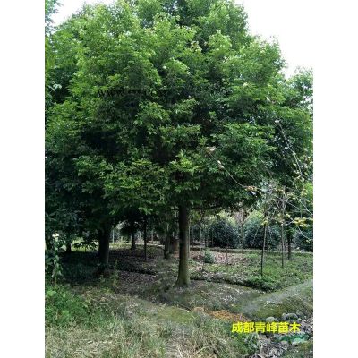 叢生紅葉李 成都叢生紅葉李價格