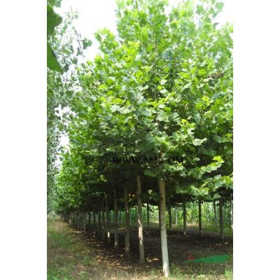 泰安3-8公分紅葉李行情報價\泰安3-8公分紅葉李圖片展示