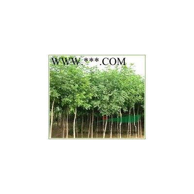 紅葉李，紫葉李，河北紅葉李，*便宜的紅葉李