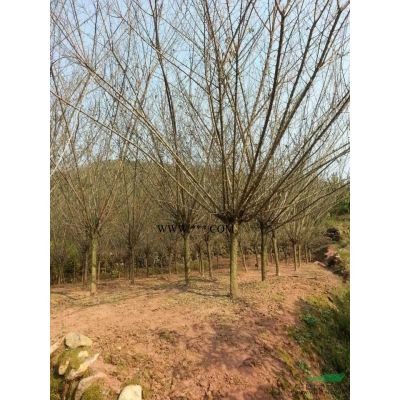 紅葉李1報價/浙江紅葉李1報價