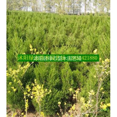 批發(fā)欒樹價(jià)格，批發(fā)欒樹小苗價(jià)格，8公分欒樹價(jià)格，10公分欒樹