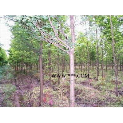 紅葉李、香樟、桂花、大葉女貞、水杉