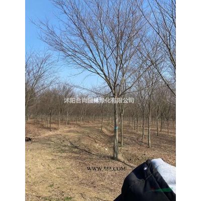 5-8-10-12-15公分無患子